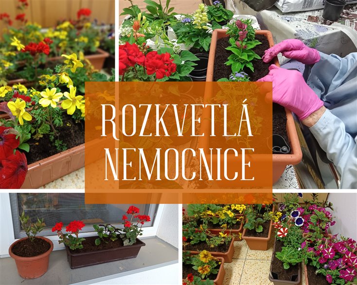 rozkvetlá nemocnice